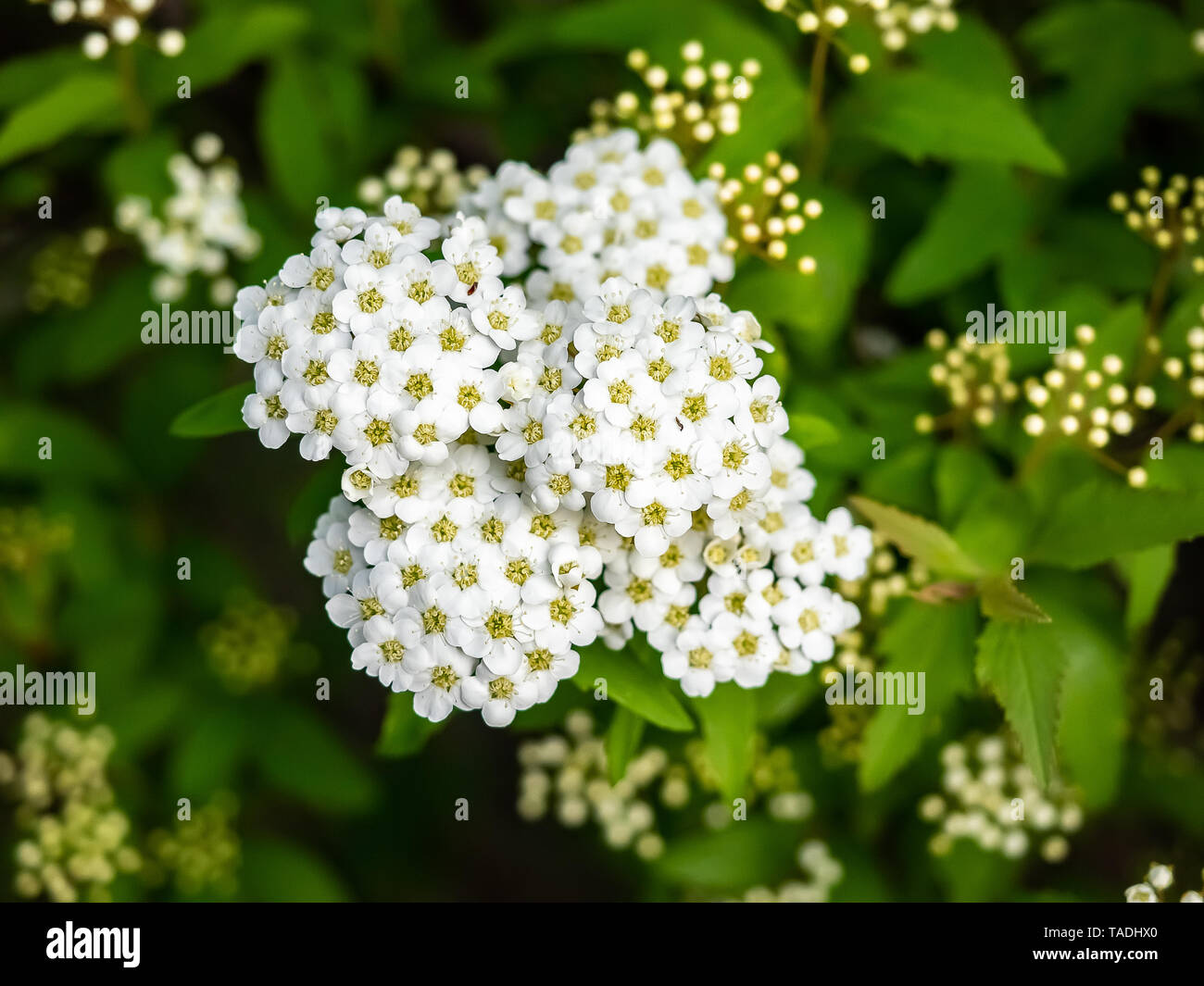 small white yarrow flowers bloom in a tight cluster in a Japanese park. Stock Photo