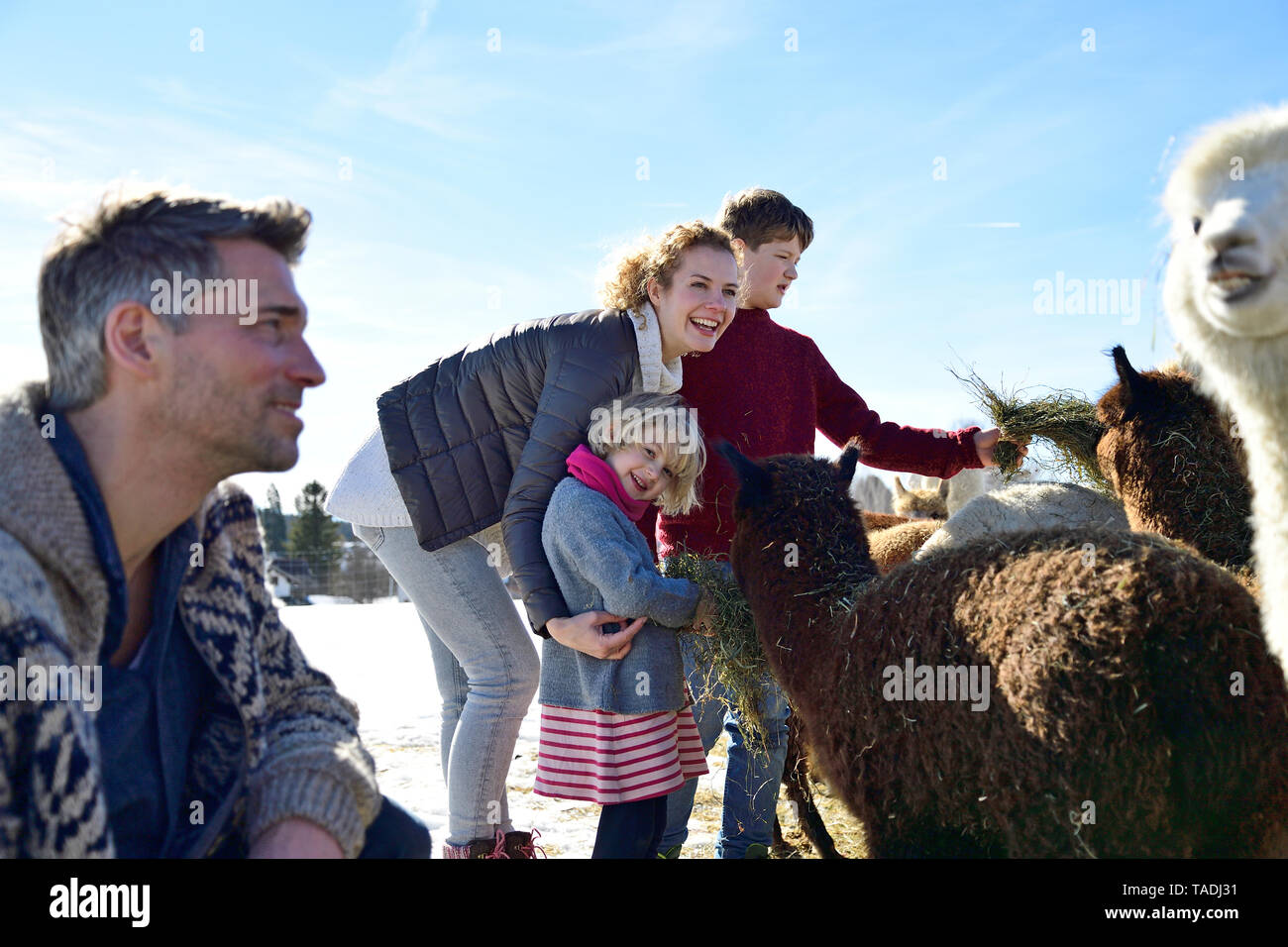 Family feeding alpacas with hay on a field in winter Stock Photo