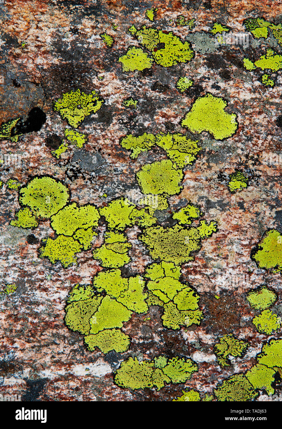 Austria, Vorarlberg, map lichen on rock Stock Photo