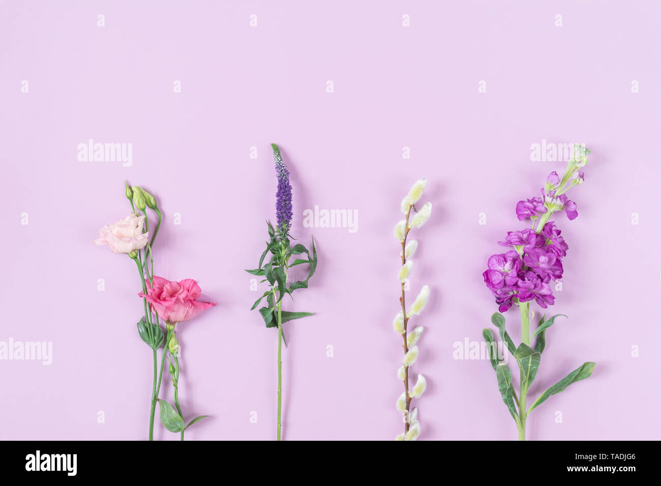 Lisianthus flower , Eistoma grandiflorum, Longleaf speedwell, Veronica longifolia, Goat willow, Salix caprea, Levkoje, Matthiola, pink background Stock Photo
