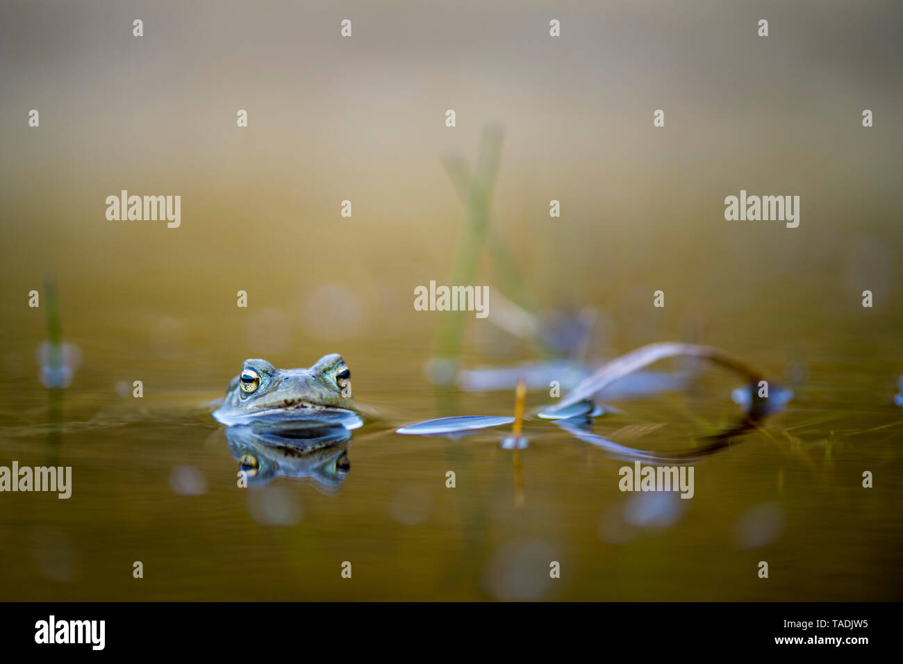 Peeking Common Toad in water Stock Photo