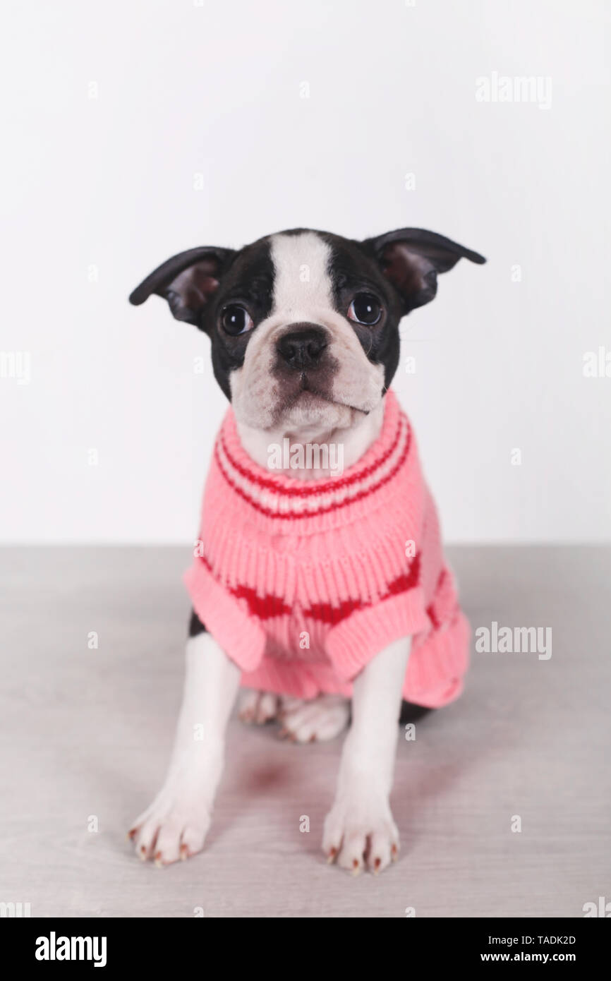Portrait of Boston terrier puppy wearing pink pullover Stock Photo
