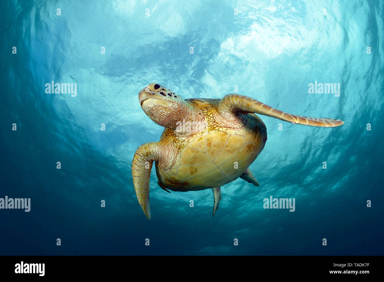 Green Sea Turtle, Chelonia mydas Stock Photo