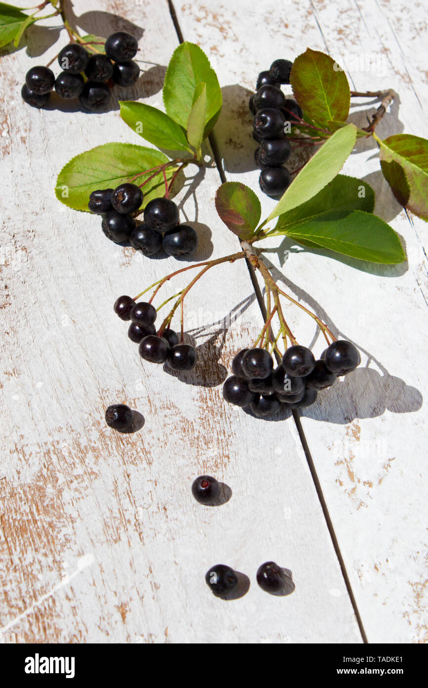 Aronia berrie on white wood, close up Stock Photo