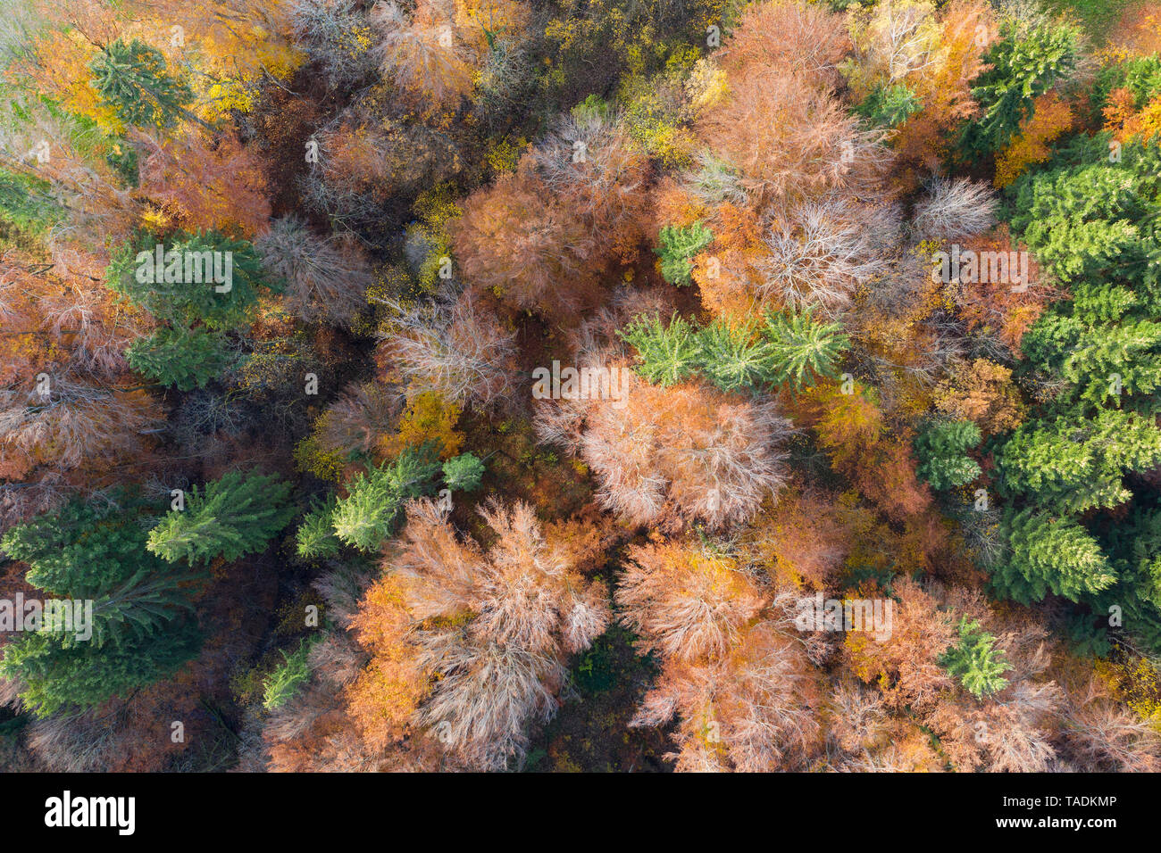 Germany, Bavaria, autumnal mixed forest near Icking, aerial view Stock Photo