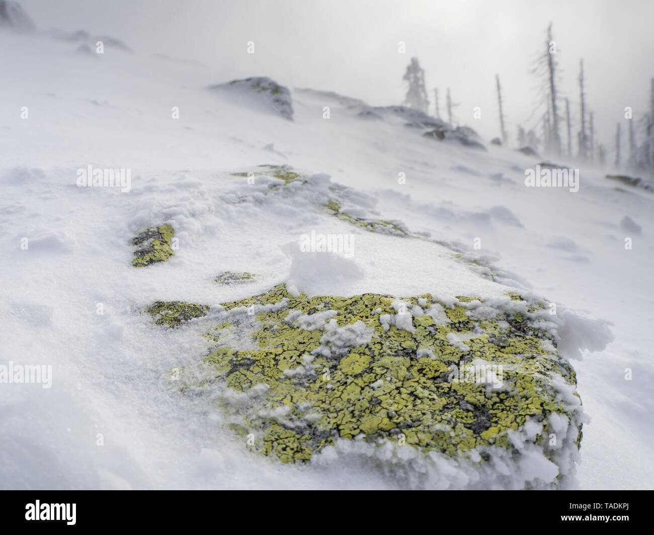 Lichen in the forest hi-res stock photography and images - Alamy