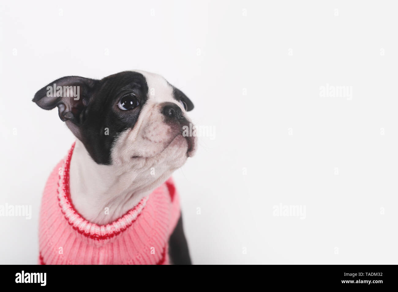 Boston terrier puppy wearing pink pullover watching something Stock Photo