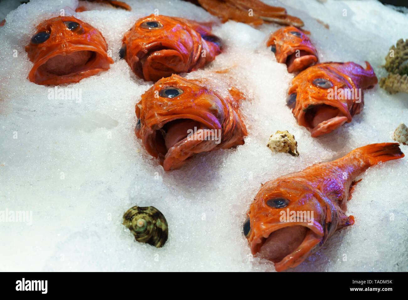 Fresh and wild red snapper fish on ice at fish market, Canada Stock Photo