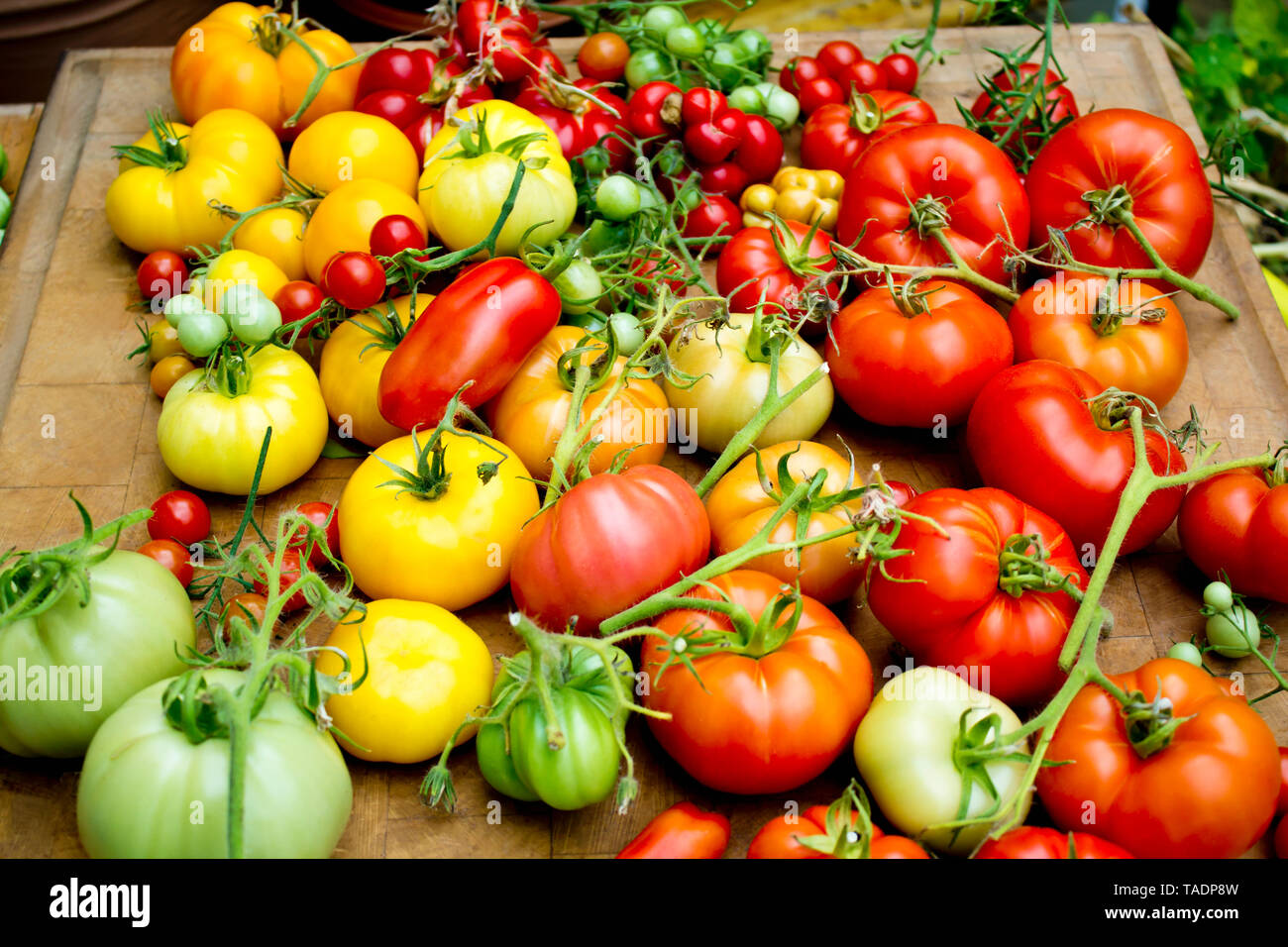 Pile of various tomato sorts Stock Photo