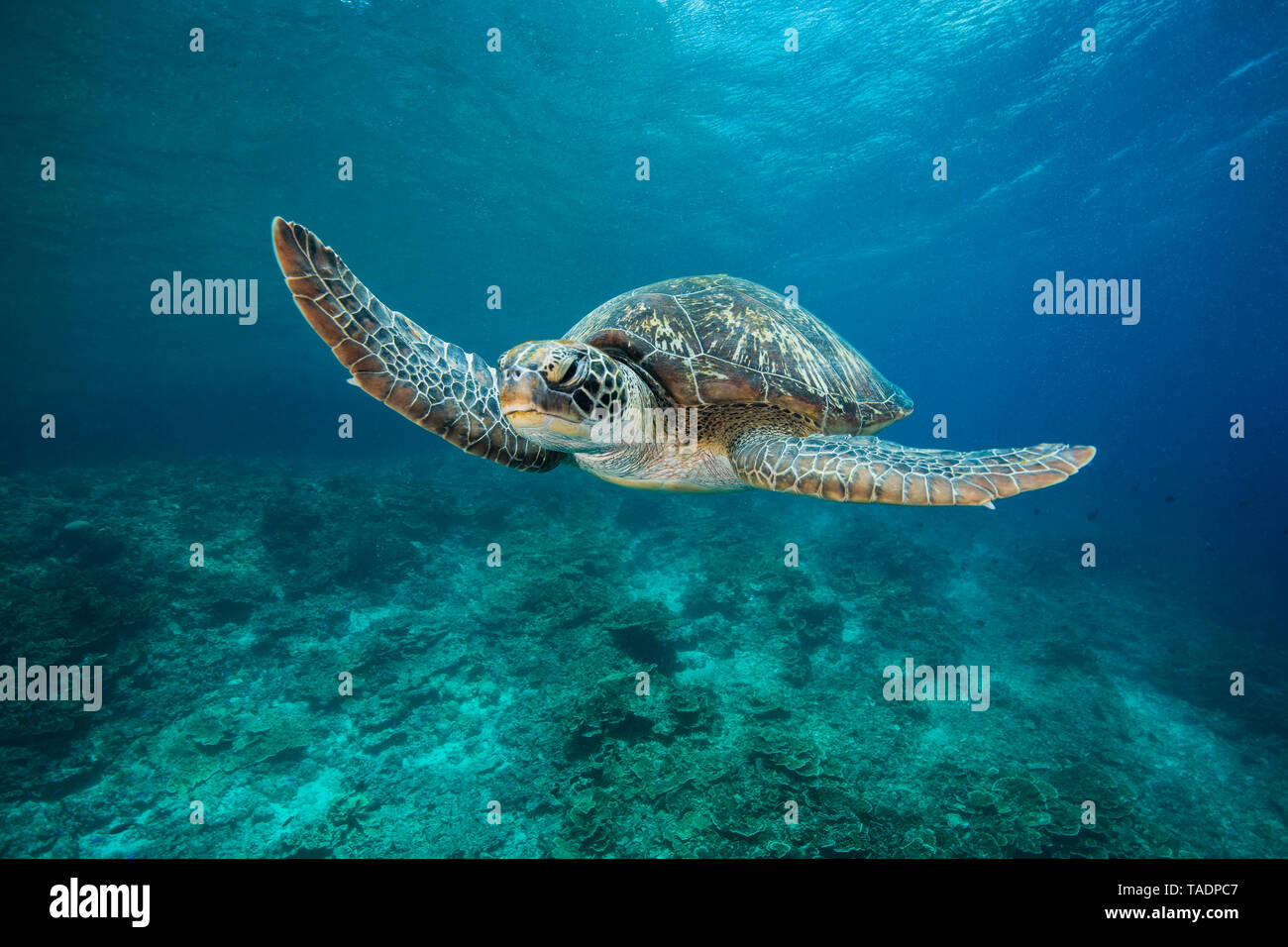 Green Sea Turtle, Chelonia mydas Stock Photo