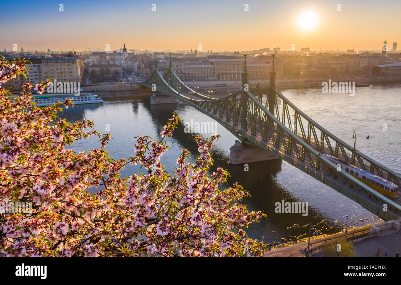 Budapest, Hungary - Beautiful Cherry Blossom at sunrise with Liberty Bridge and traditional tram at background on a sunny morning. Spring has arrived  Stock Photo