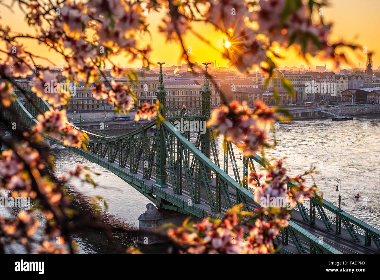 Budapest, Hungary - Spring in Budapest with beautiful Liberty Bridge over River Danube with traditional yellow tram, golden sunrise and cherry blossom Stock Photo