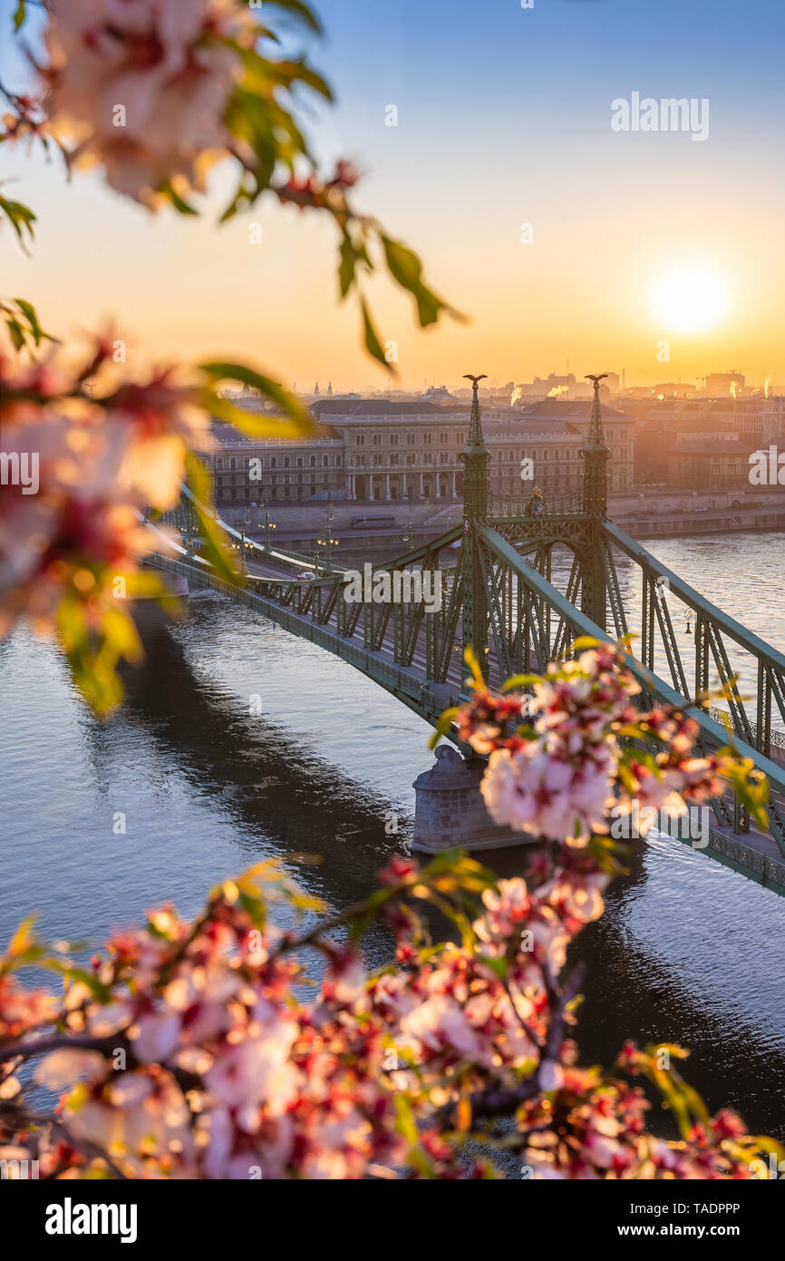 Budapest, Hungary - Beautiful and empty Liberty Bridge over River Danube at sunrise with cherry blossom at foreground. Spring has arrived in Budapest Stock Photo