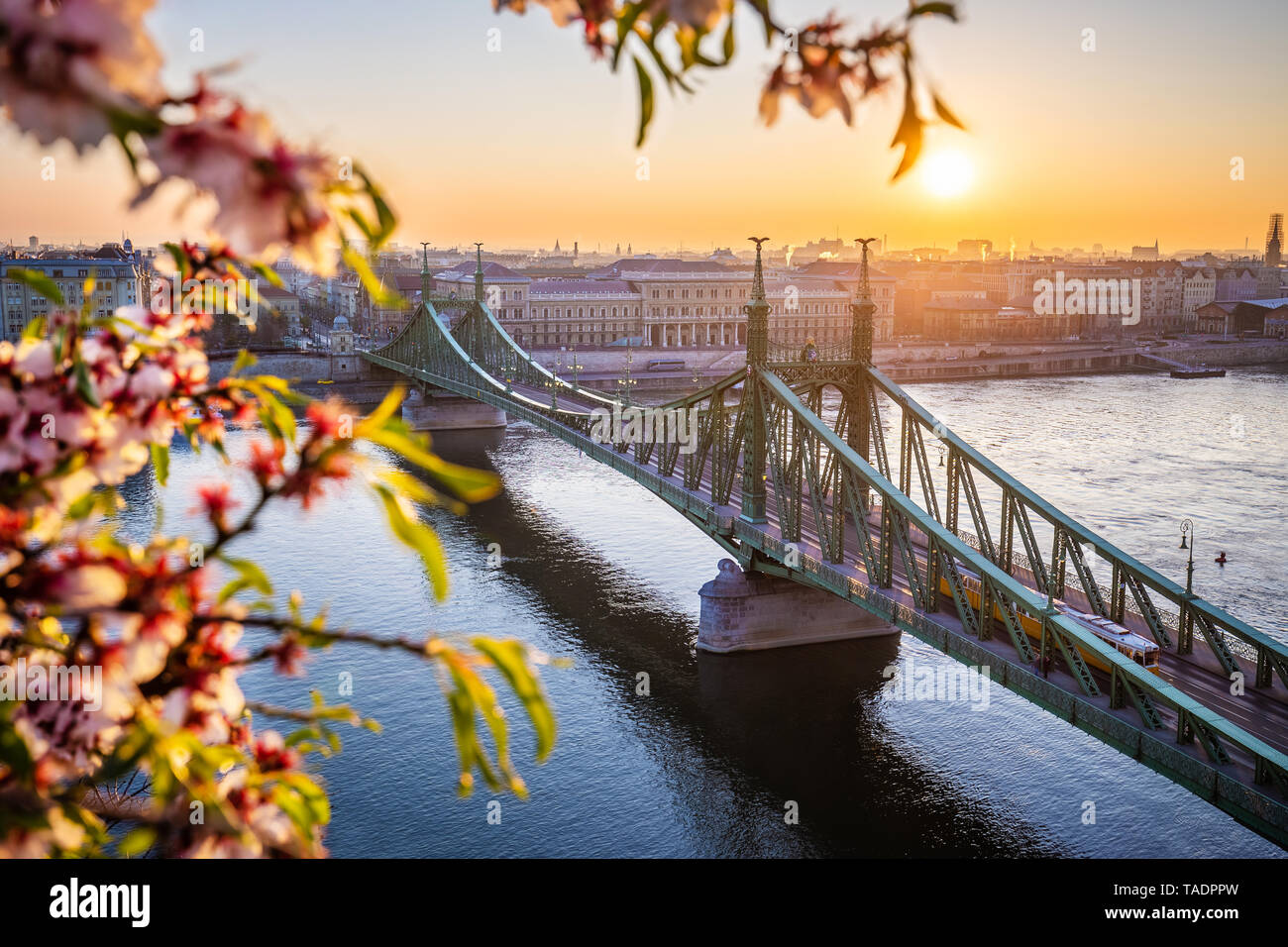 Budapest, Hungary - Spring in Budapest with beautiful Liberty Bridge over River Danube with traditional yellow tram at sunrise and cherry blossom at f Stock Photo