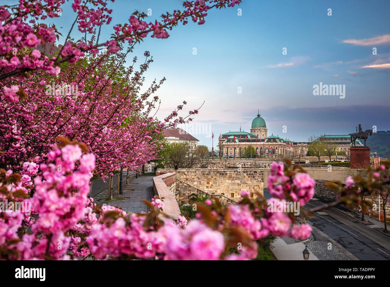 Budapest, Hungary - The famous Buda Castle Royal Palace on a Spring afternoon with blooming cherry blossom at foreground Stock Photo