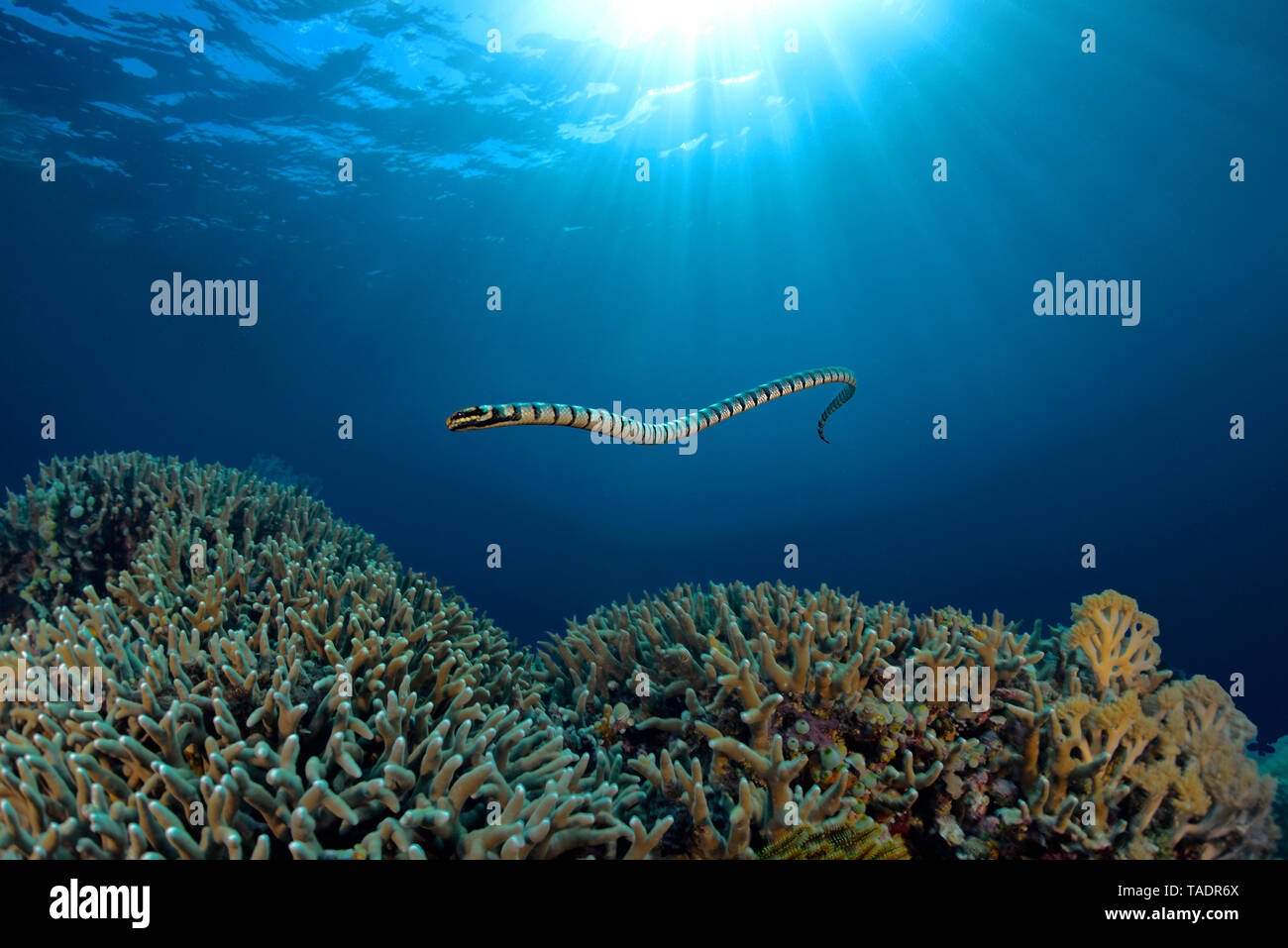 Yellow-lipped sea krait Stock Photo