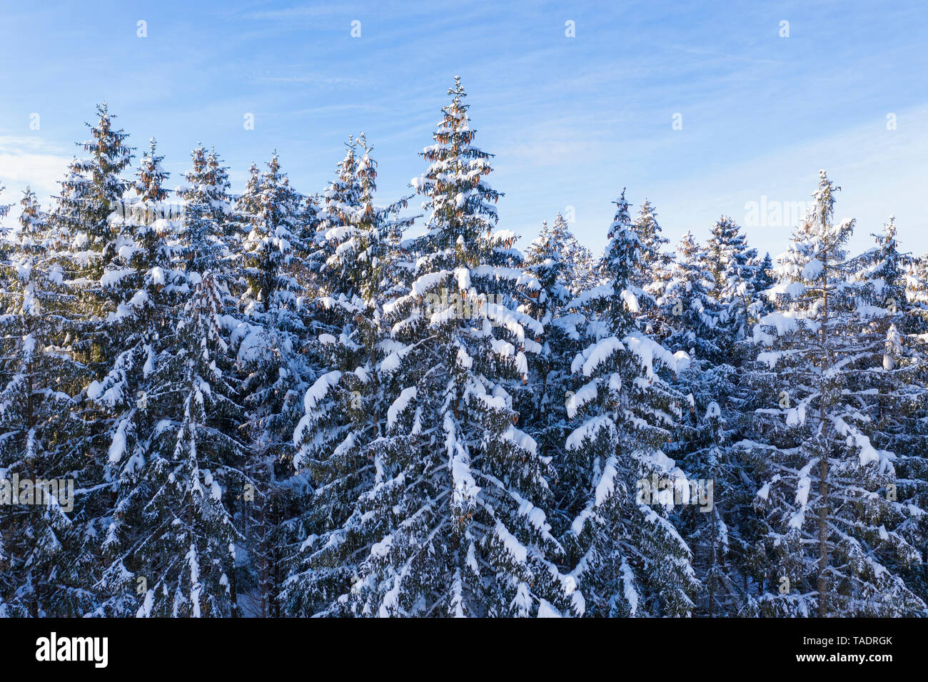 Germany, Bavaria, snowy spruce forest Stock Photo