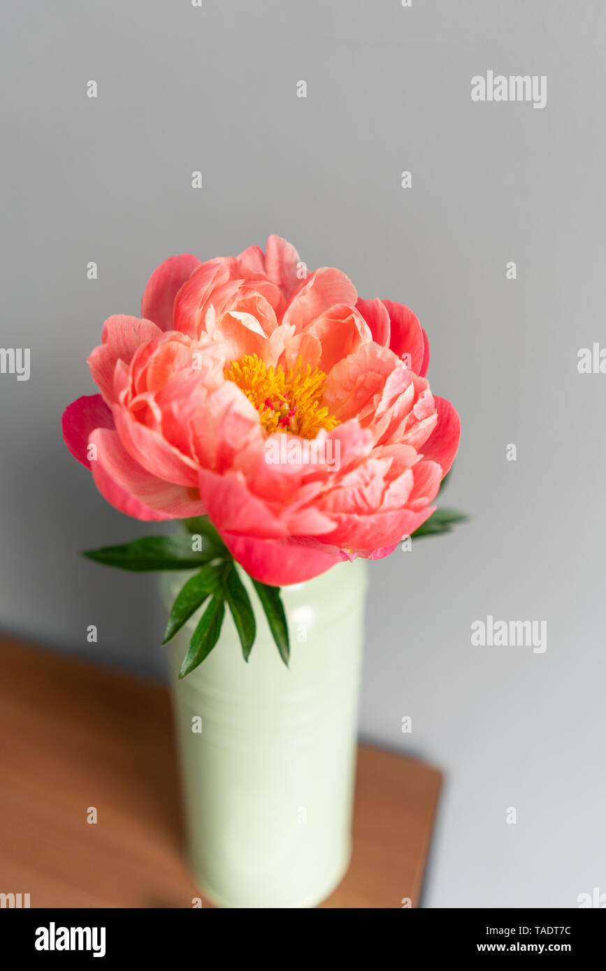 Coral Pion In A Metal Vase Beautiful Peony Flower For Catalog Or