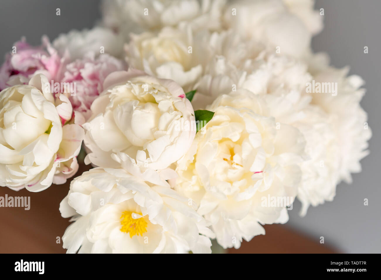 White Peonies In A Metal Vase Beautiful Peony Flower For Catalog
