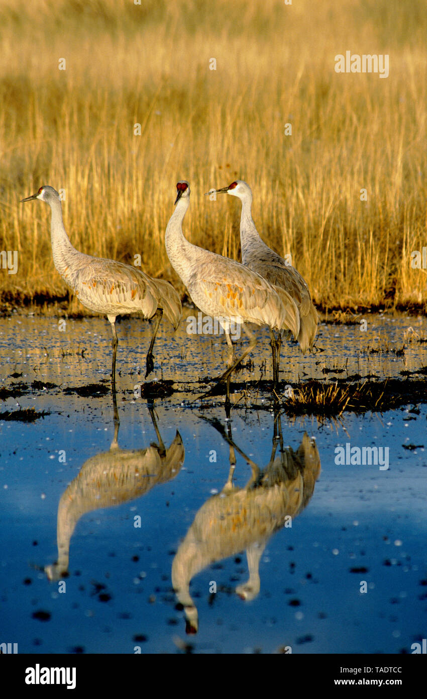 Greater sandhill crane (Antigone canadensis tabida) wading and reflected in shallow pond at Bosque del Apache National Wildlife Refuge, New Mexico Stock Photo