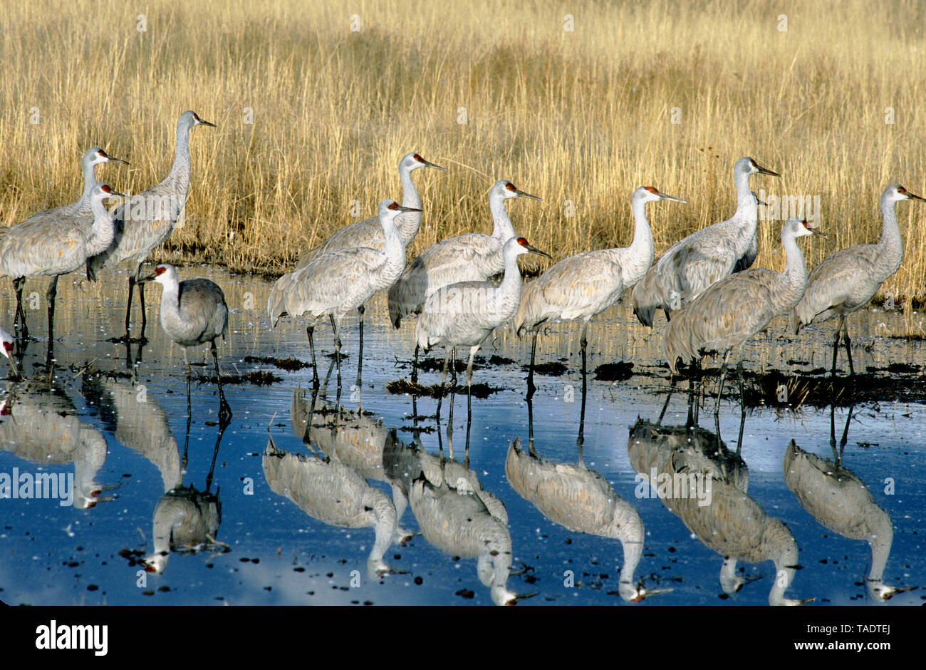 Greater sandhill cranes (Antigone canadensis tabida) wading in shallow pond at Bosque del Apache National Wildlife Refuge in New Mexico Stock Photo