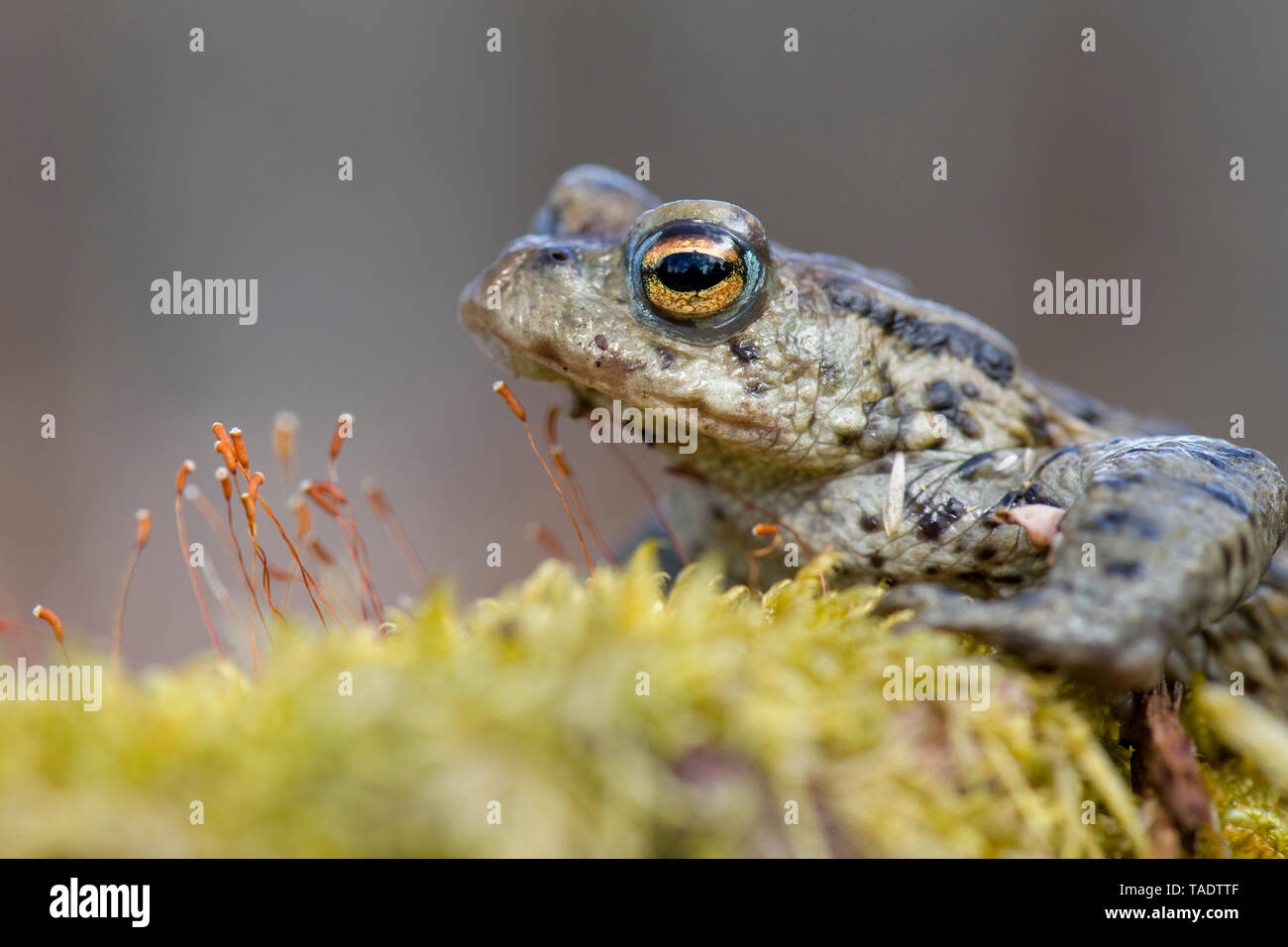 Toad image hires stock photography and images Alamy