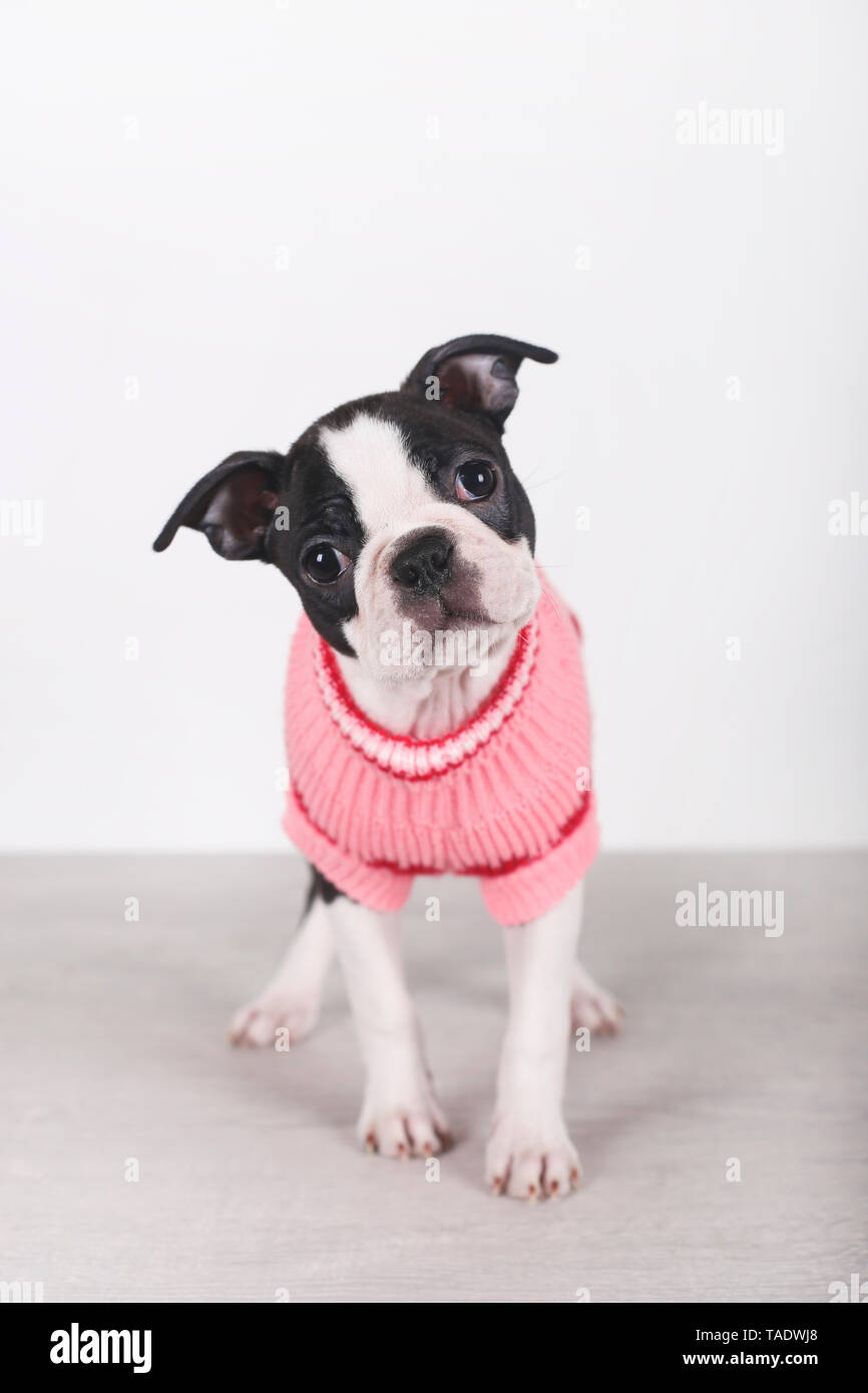 Portrait of Boston terrier puppy wearing pink pullover Stock Photo