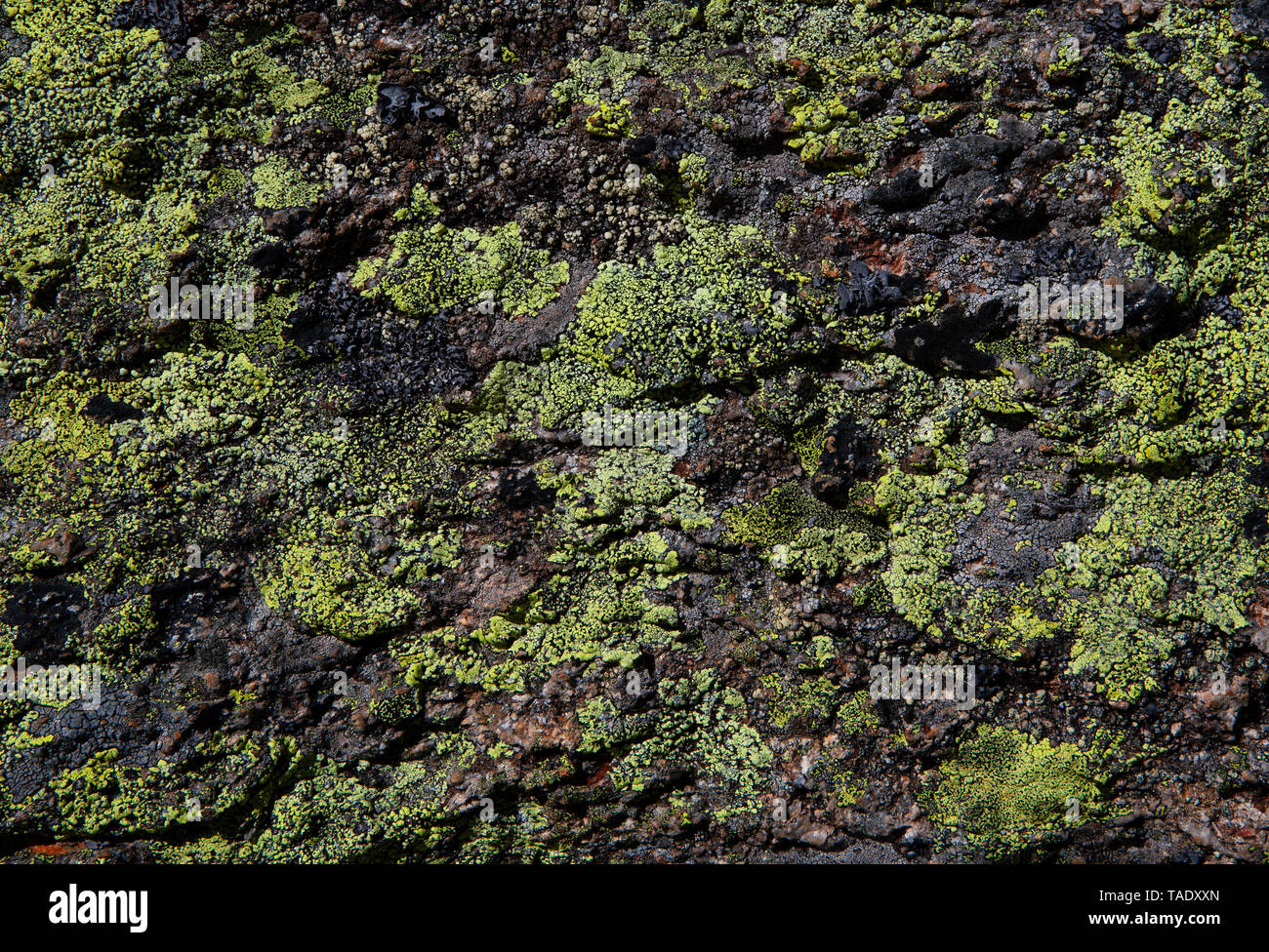 Austria, Vorarlberg, map lichen on rock Stock Photo