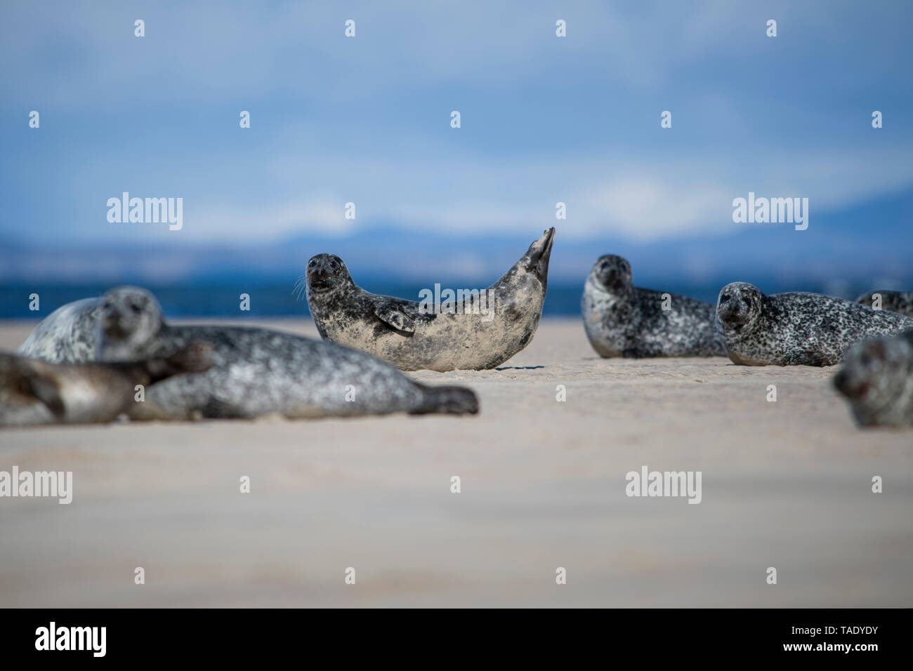 Scotland, Grey seals lying on the beach Stock Photo