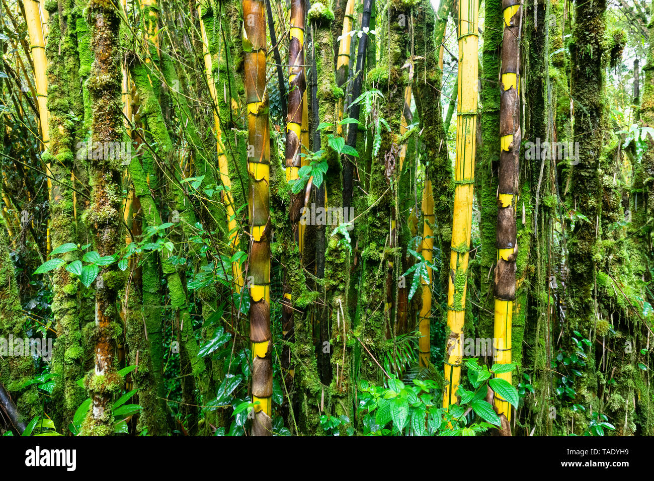 USA, Hawaii, Big Island, Akaka Falls State Park, bamboo forest Stock Photo