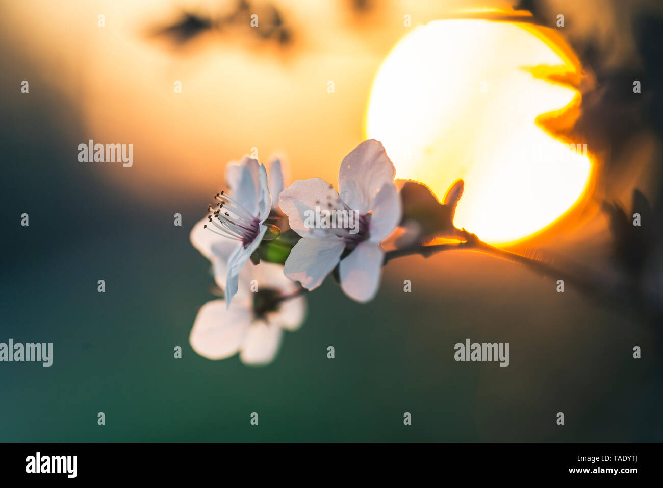 Sunset cherry blossoms hi-res stock photography and images - Alamy