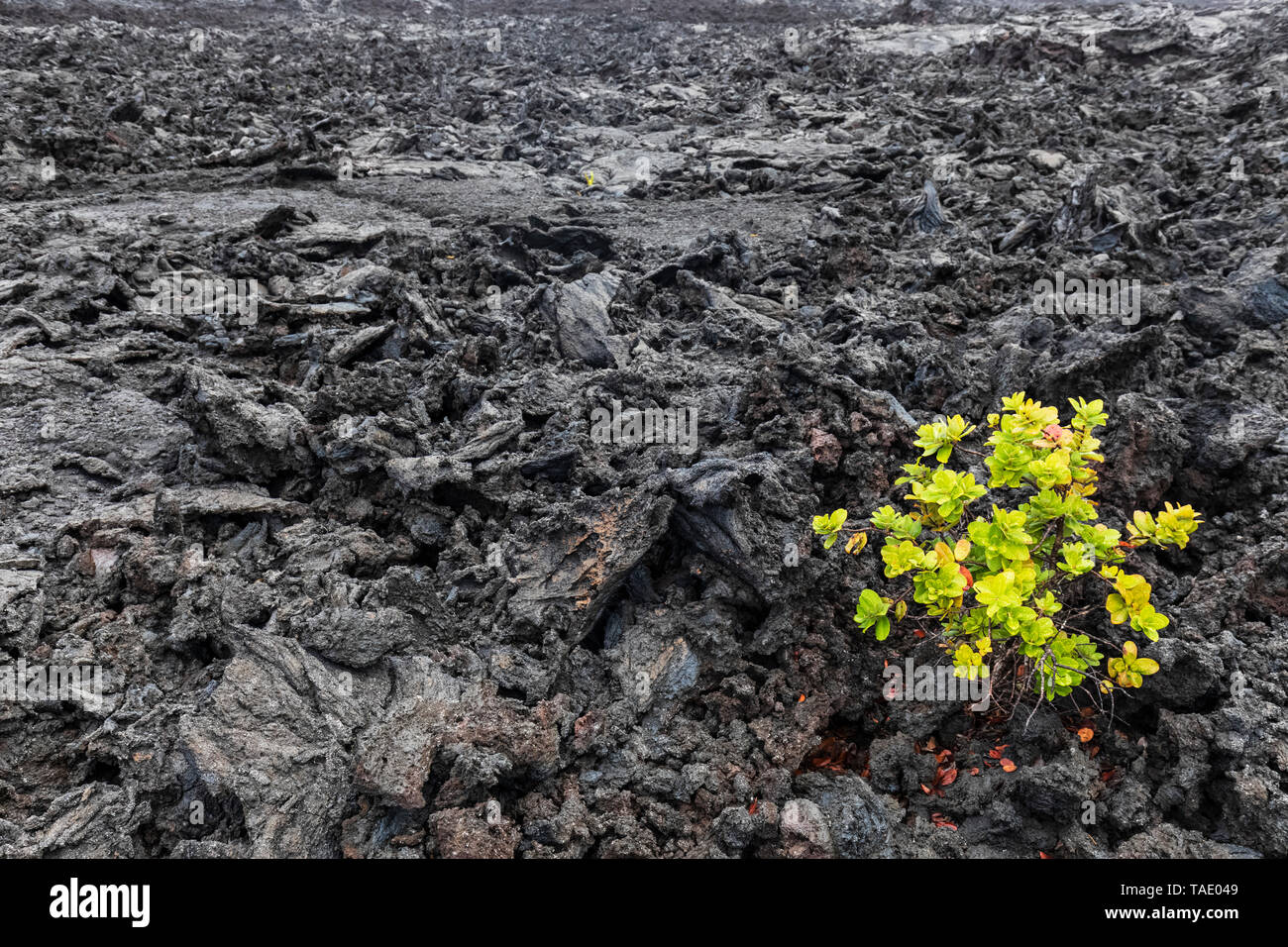 USA, Hawaii, Volcanoes National Park, plant growing on igneous rocks Stock Photo