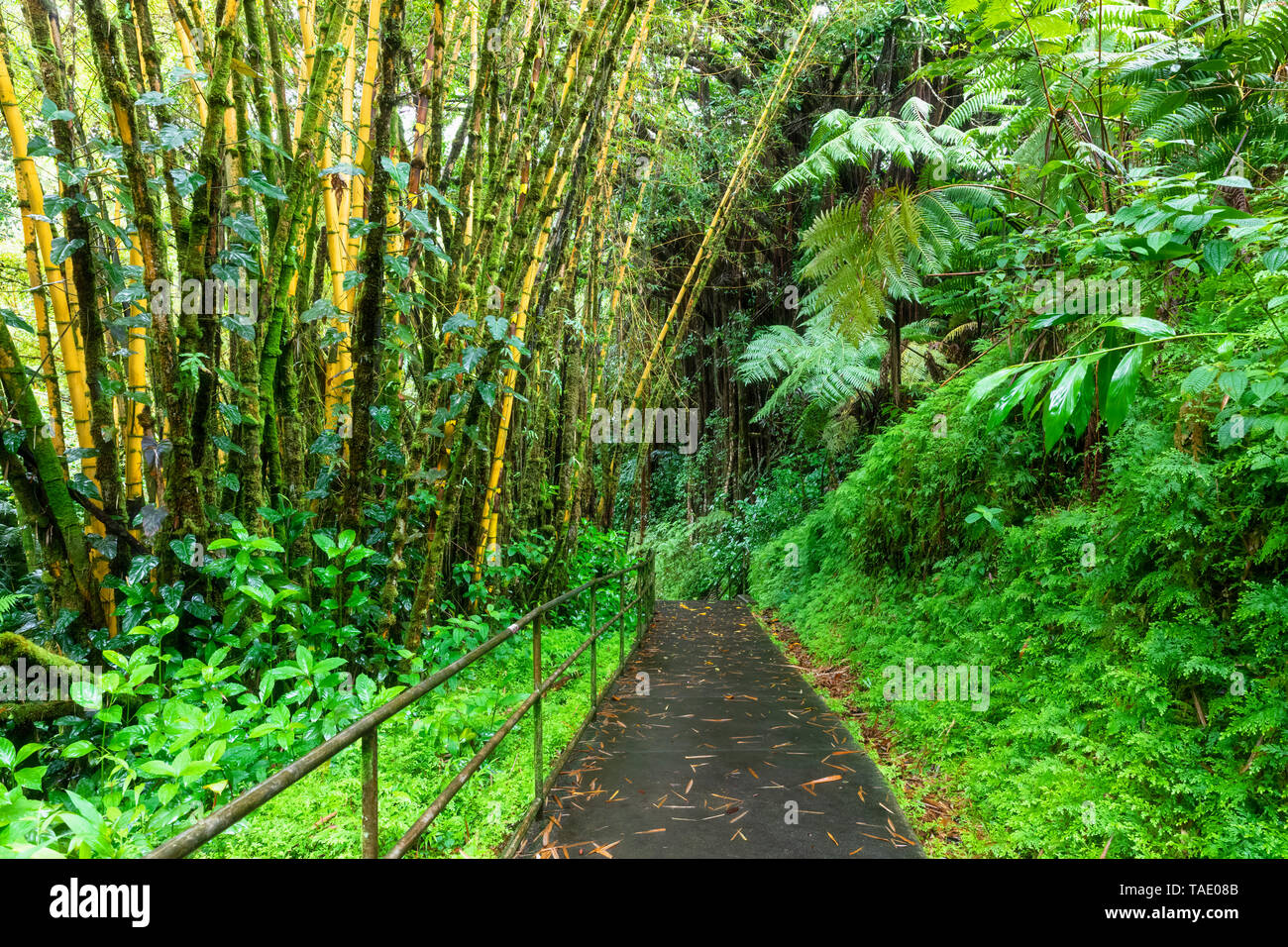 USA, Hawaii, Big Island, Akaka Falls State Park, bamboo forest Stock Photo