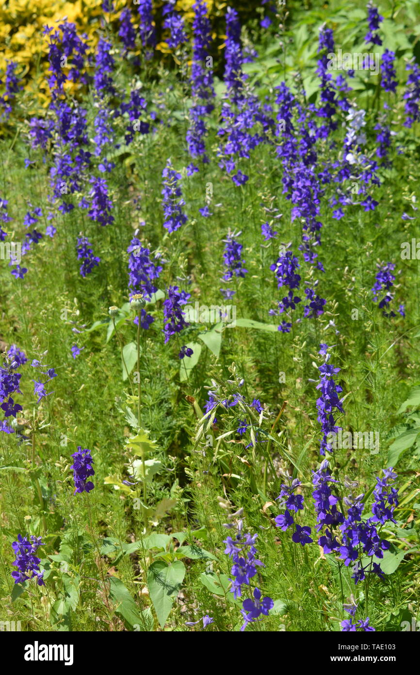 Flower fields in the Texas Hill Country Stock Photo Alamy