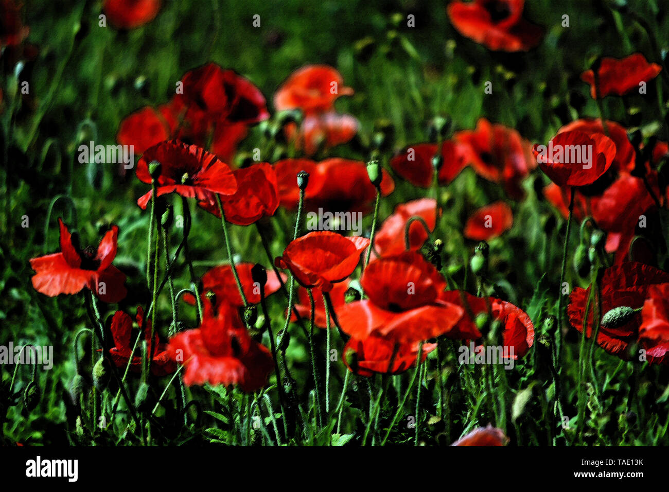 Flower fields in the Texas Hill Country Stock Photo Alamy