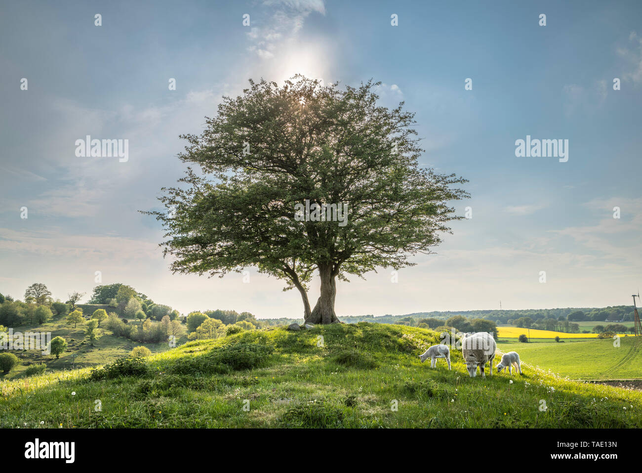 Two baby lambs grazing under a lone tree at a hilltop  in a rural landscape at the hills of Rorum in Osterlen, Skane, Sweden, Scandinavia. Stock Photo