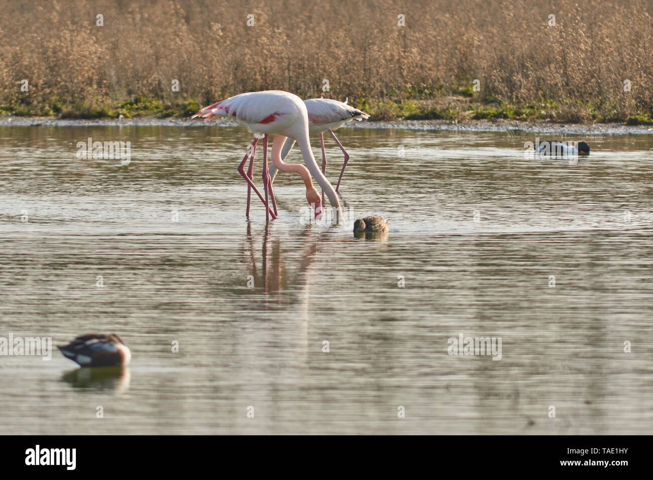 Group of common or pink flamingo (Phoenicopterus roseus) in the lagoon of Fuente de Piedra, Malaga. Spain Stock Photo