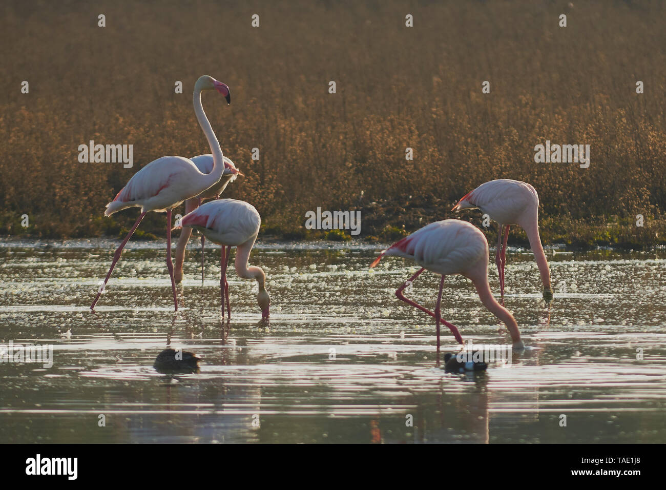 Group of common or pink flamingo (Phoenicopterus roseus) in the lagoon of Fuente de Piedra, Malaga. Spain Stock Photo