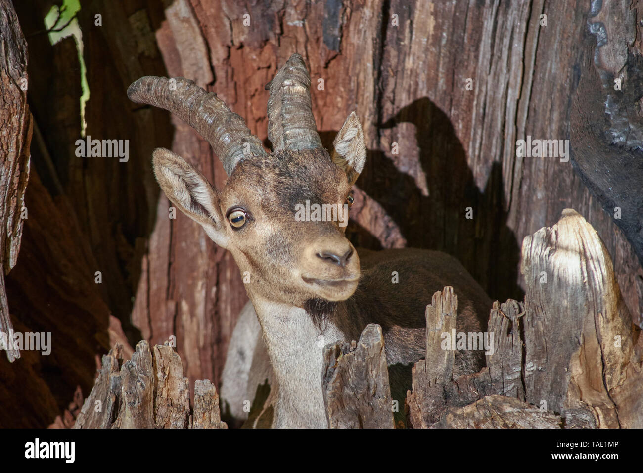 Mountain goat (Capra pyrenaica) in the Sierra de las Nieves, Málaga. Spain Stock Photo