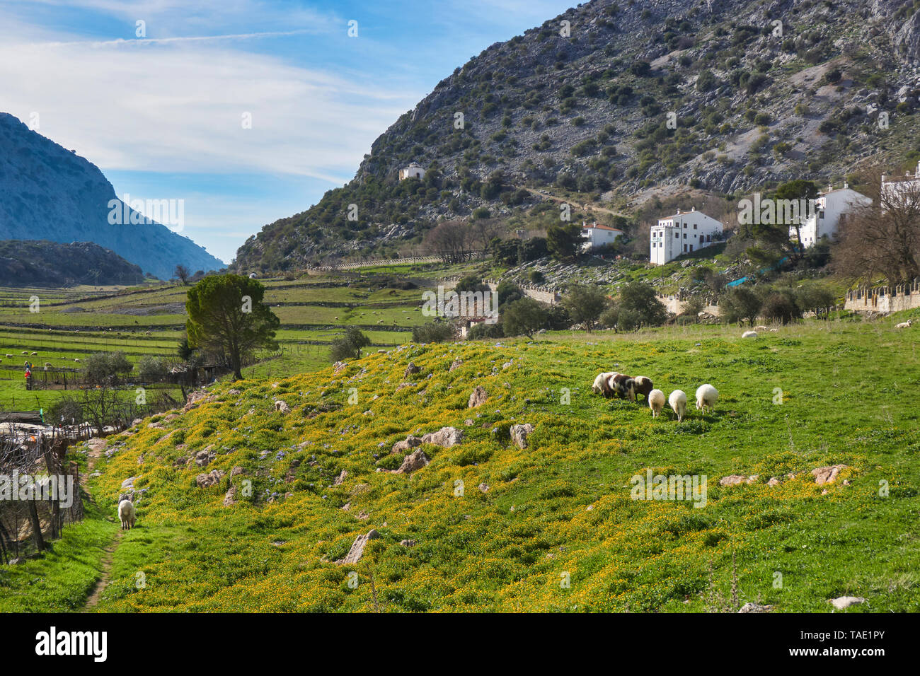 Merinas Sheep from Grazalema in Villaluenga del Rosario, Cadiz. Spain Stock Photo