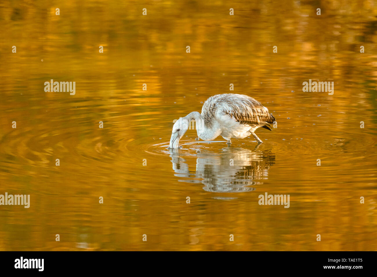 Common flamingo (Phoenicopterus roseus) in the lagoon of Fuente de Piedra, Málaga. Spain Stock Photo