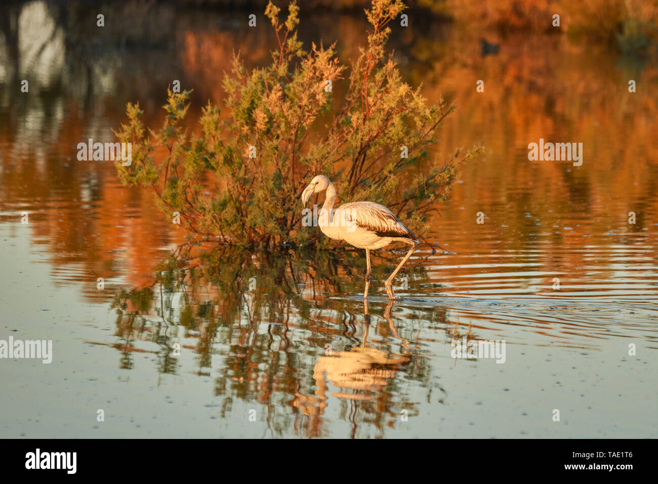 Common flamingo (Phoenicopterus roseus) in the lagoon of Fuente de Piedra, Málaga. Spain Stock Photo