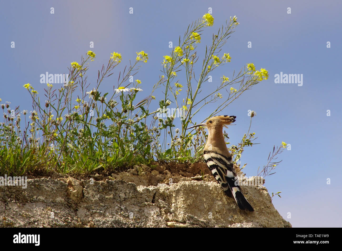 Hoopoe (Upupa epops) on old house. Andalusia. Spain Stock Photo