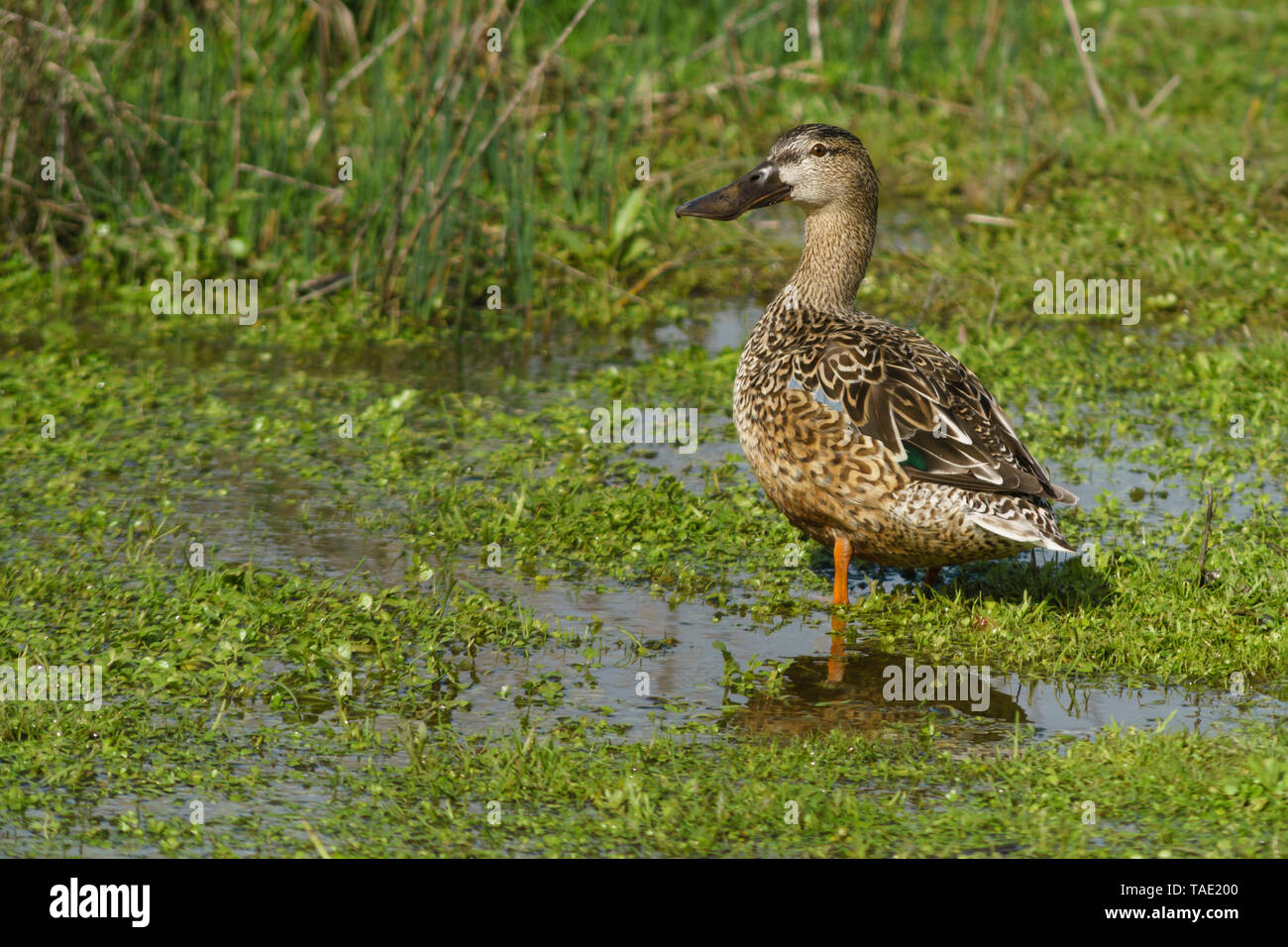 Female common spoon duck (anas clypeata) in the lagoon of Fuente de Piedra, Malaga. Spain Stock Photo