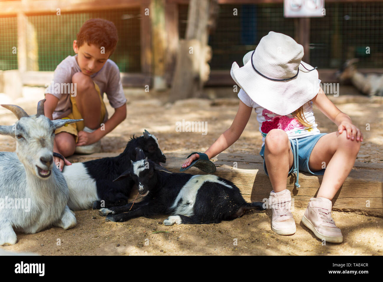 little boy and girl feeding goat at farm Stock Photo - Alamy