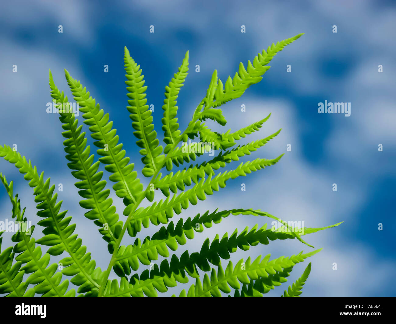 green fern on a background of blue sky Stock Photo