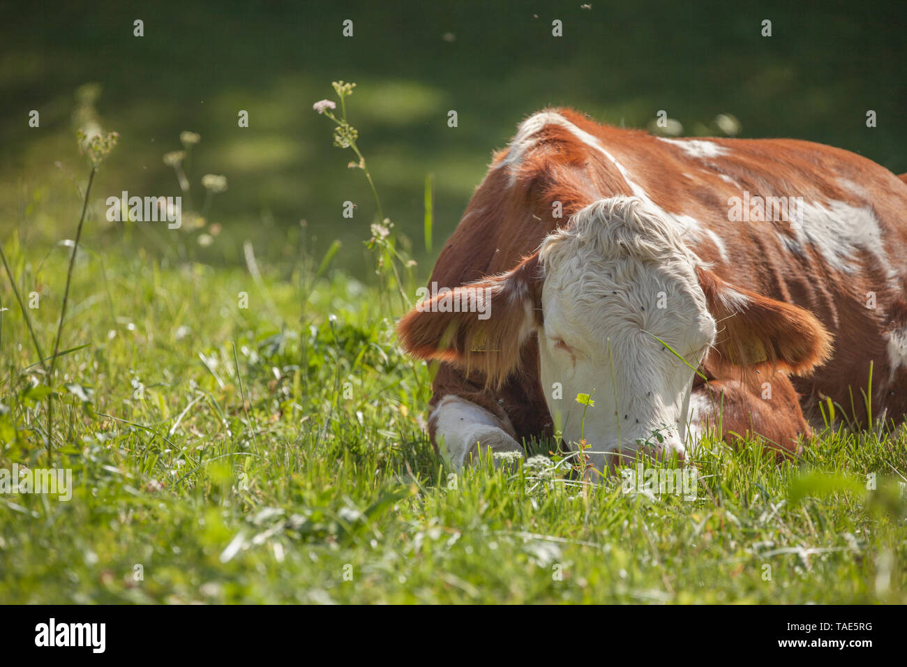 A cow resting in a green pasture in Dolomites area Stock Photo - Alamy