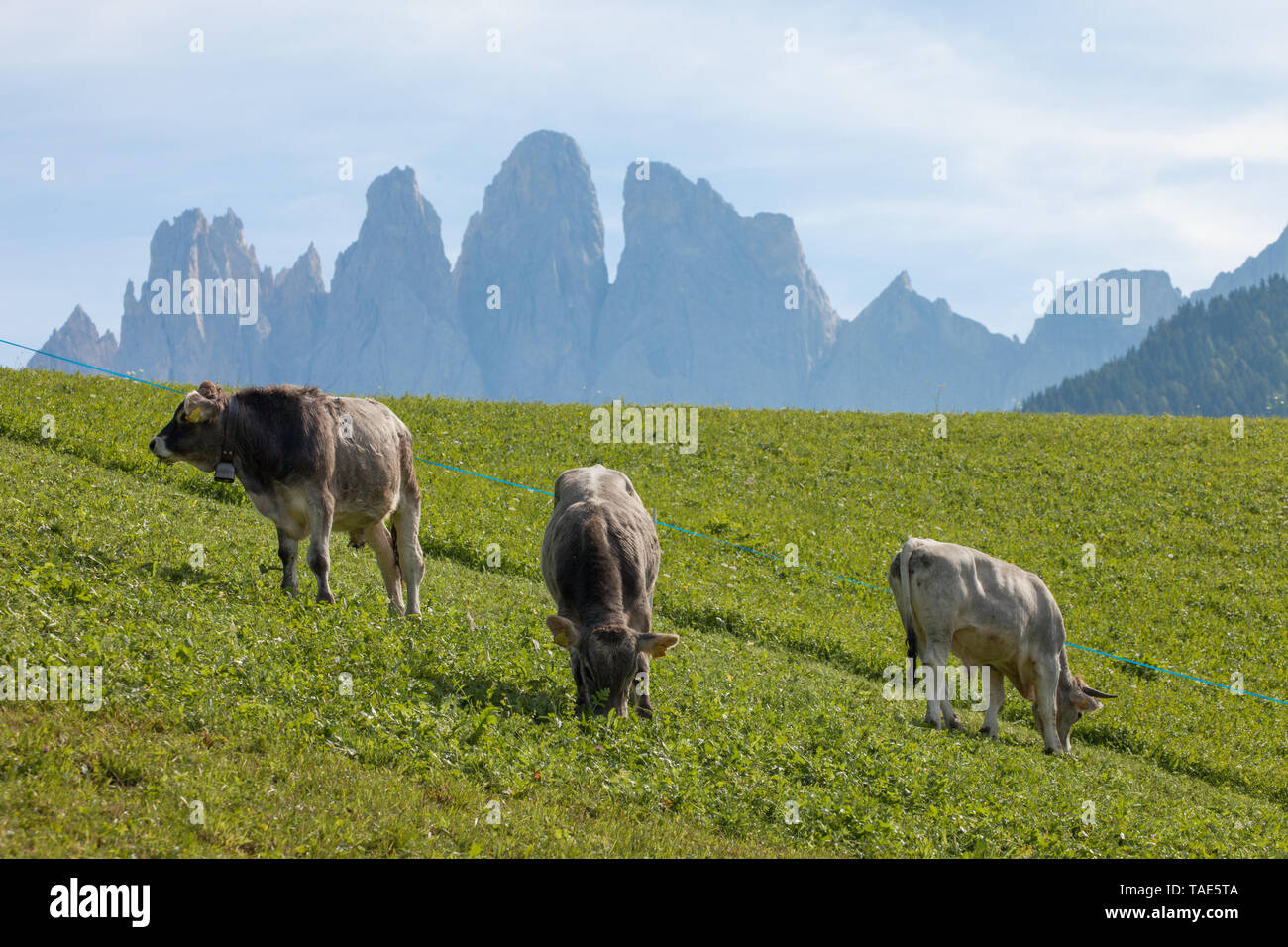 Some alpine cow in a green pasture in Dolomites area Stock Photo - Alamy