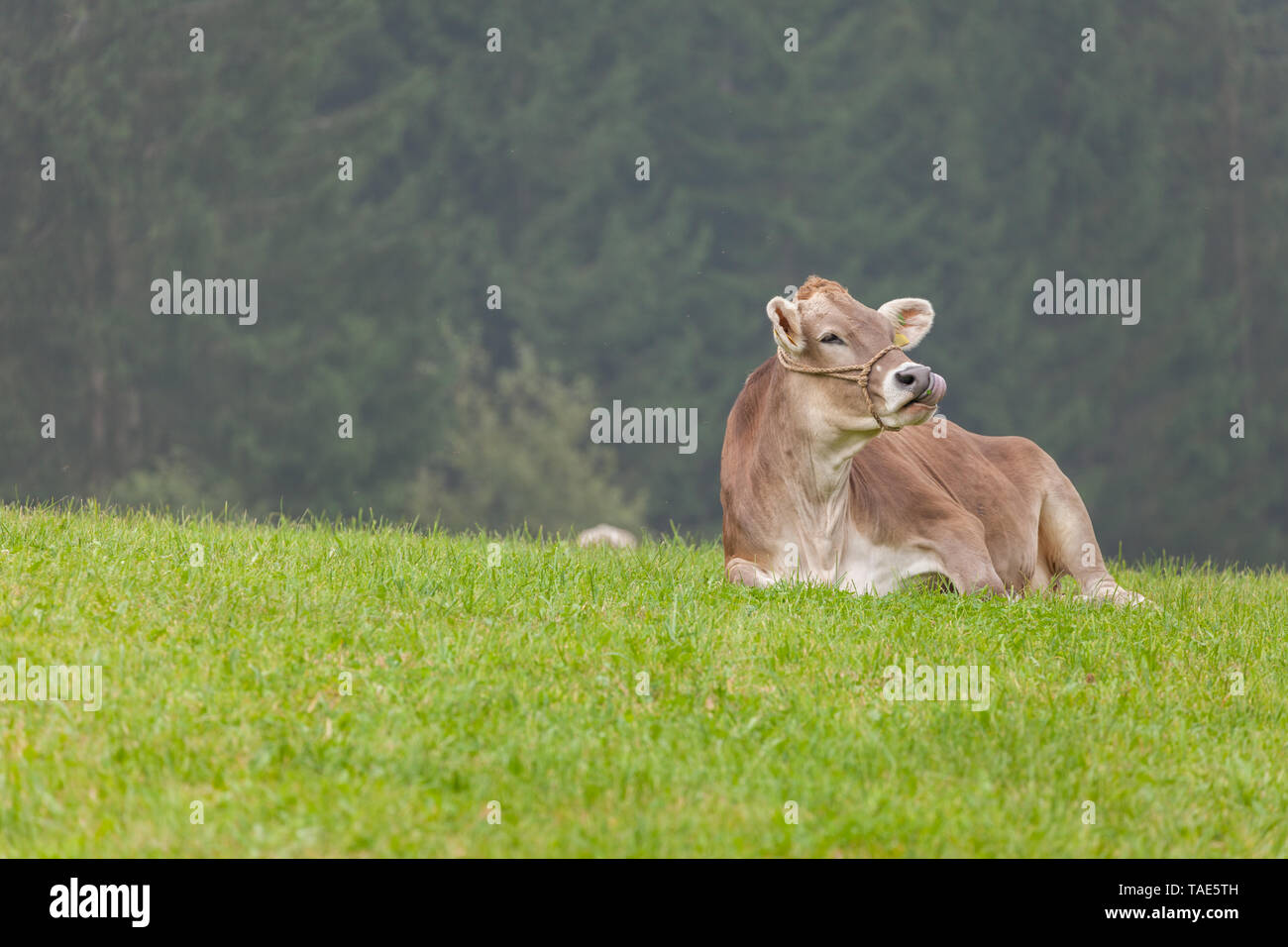 A brown alpine cow resting in a green pasture in Dolomites area Stock ...