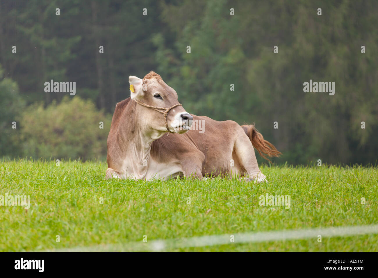 A brown alpine cow resting in a green pasture in Dolomites area Stock ...